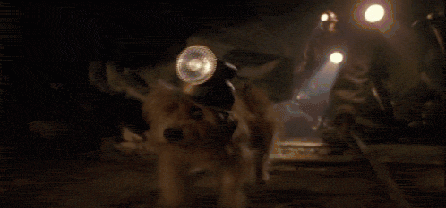 Dog searching with a flashlight